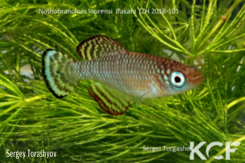 Nothobranchius lourensi Mbezi River TZH 18-11 male adulte 