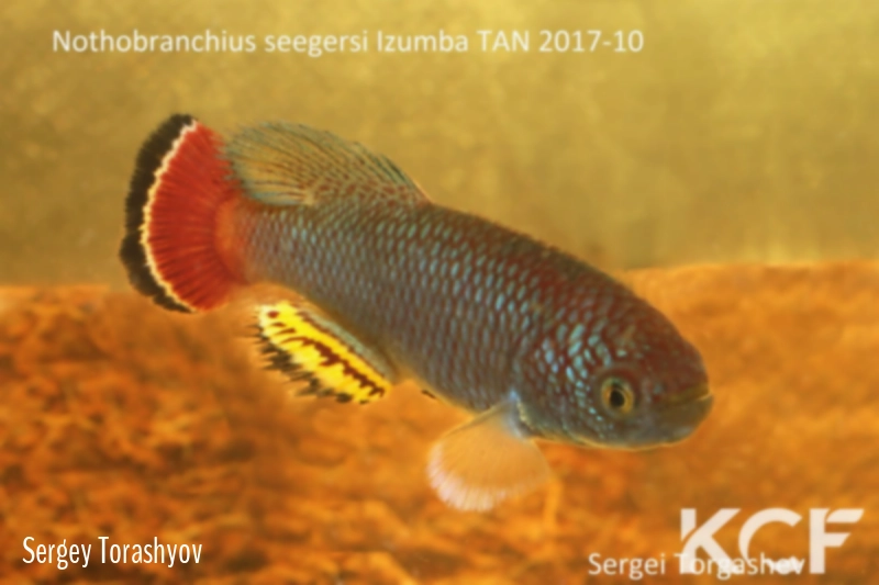Nothobranchius seegersi Izumba TAN 17-10 male adulte 