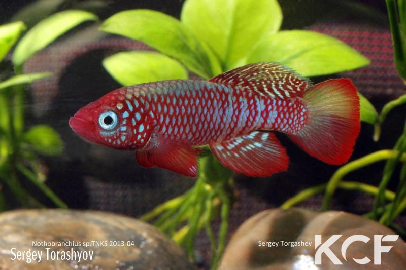 Nothobranchius sp. TNKS 13-04 male adulte 