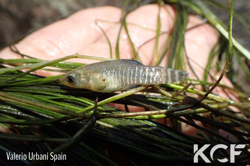 Apricaphanius baeticus Andalousie male adulte 