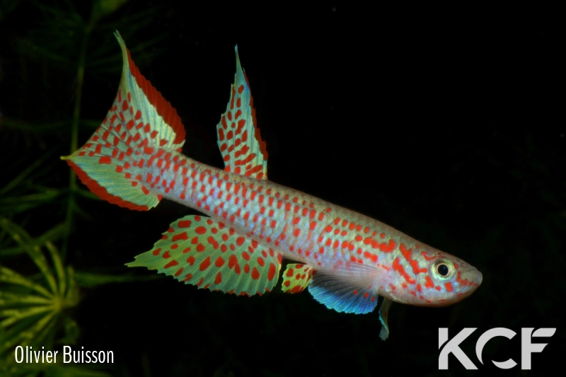 Aphyosemion castaneum Lobaye male adulte 