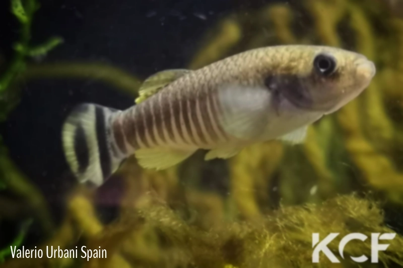 Aphaniops hormuzensis IR-Govdar River near Kahorestan 2013 male adulte 