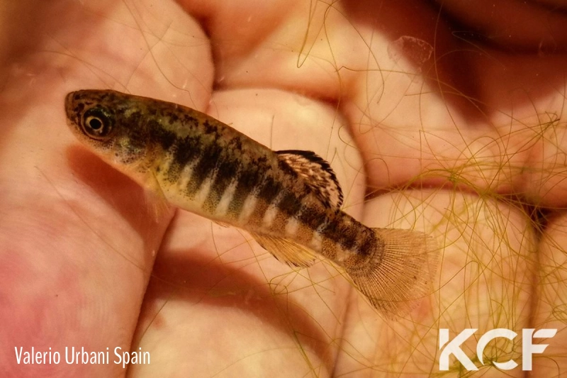 Esmaeilius isfahanensis Ezhyeh-Zayandeh Rud IR-R 2008 male adulte 