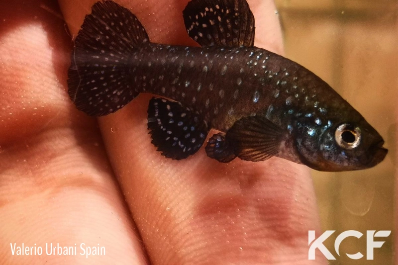 Paraphanius similis Zengen - TR male adulte 