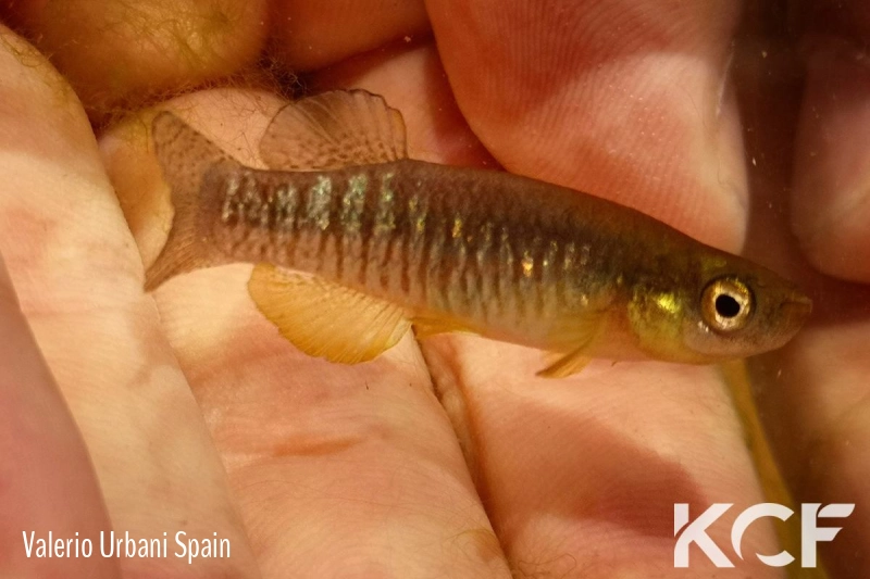 Valencia letourneuxi Lac Butrint-Albanie male adulte 