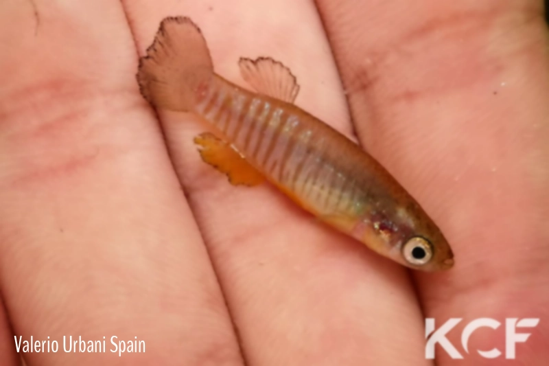 Valencia robertae Greek Pinios River GR-K 1995 male adulte 