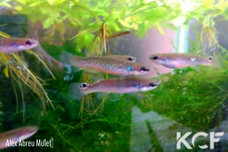 Rivulus berovidesi  couple adulte 