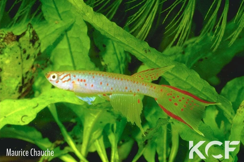 Aphyosemion christyi Gilima male adulte 