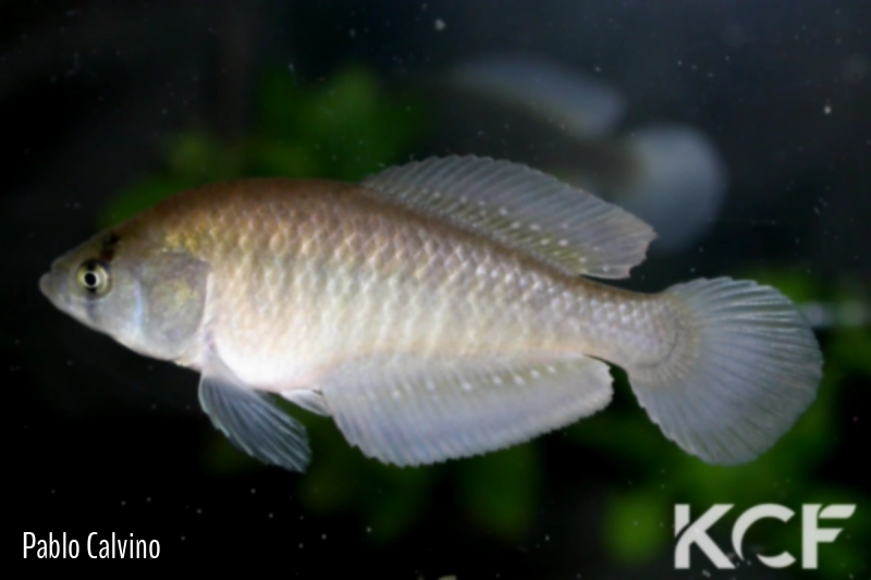 Austrolebias vandenbergi  male adulte 