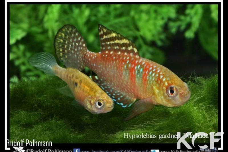 Hypsolebias gardneri Malhada NP 03-07 couple adulte 