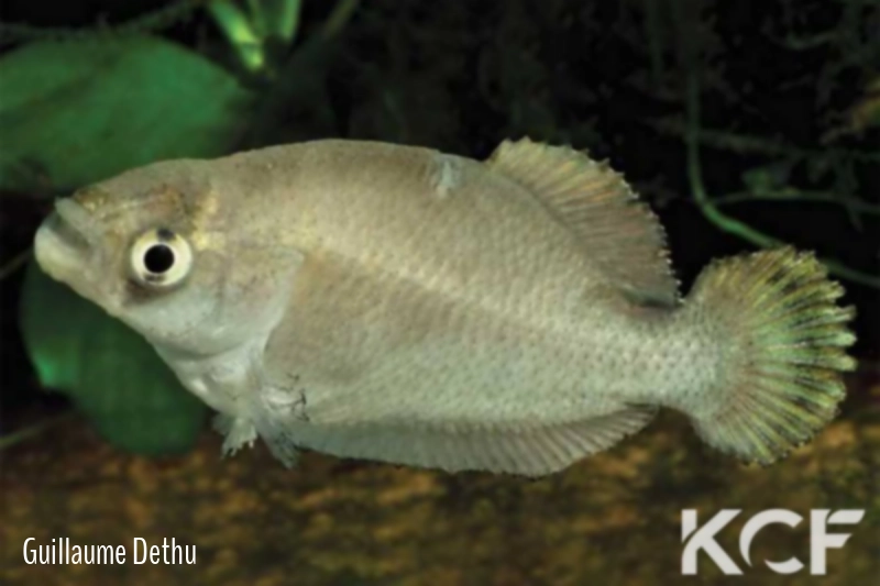 Austrolebias accorsii  male adulte 