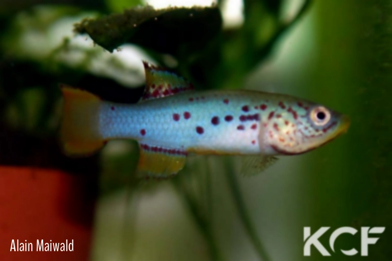 Pronothobranchius gambiensis Camp du Lion  OMSEN 19 male adulte 