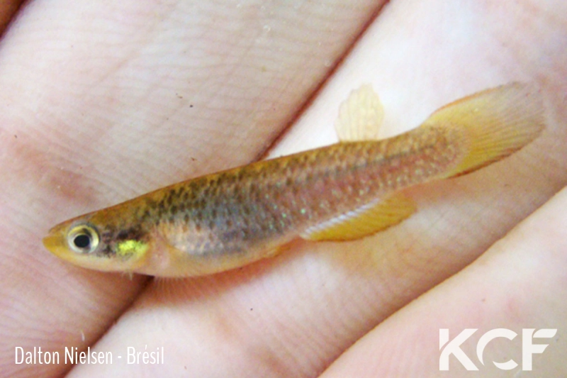 Atlantirivulus santensis Caragua male adulte 