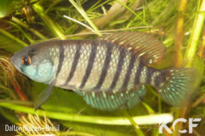 Austrolebias nachtigalli  male adulte 