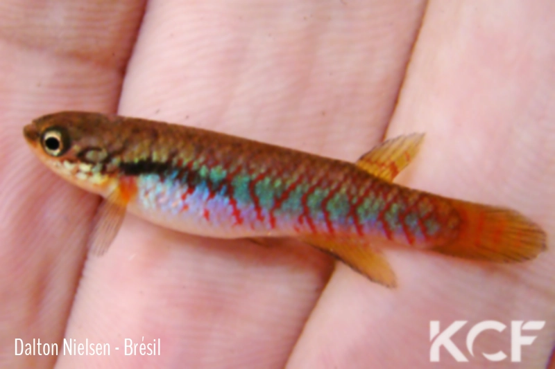 Melanorivulus giarettai  male adulte 