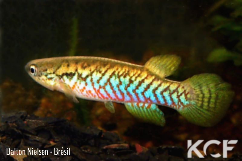 Melanorivulus scalaris Rio da Prata - Chapadão do Céu BIF BR 11-09 male adulte 