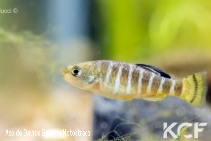 Anatolichthys iconii Kovada kanal male adulte 