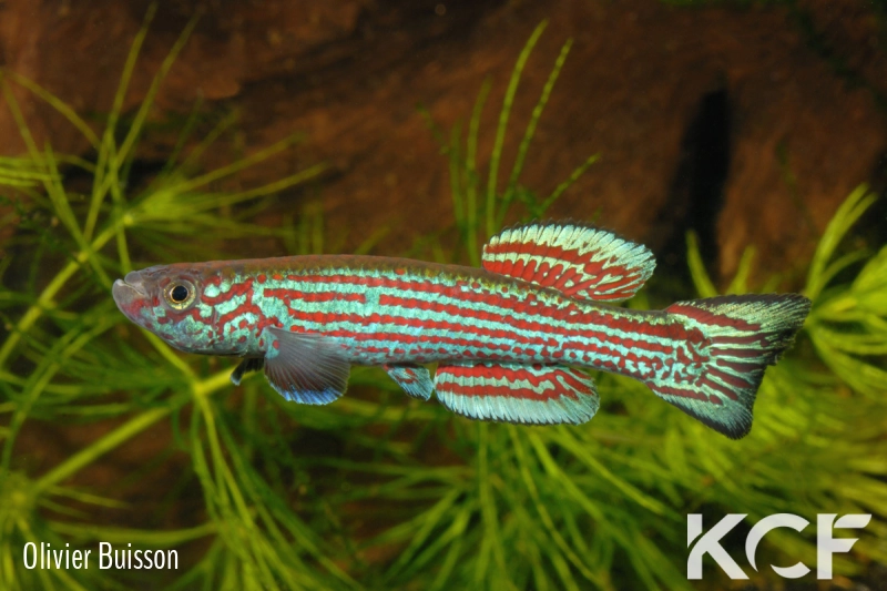 Aphyosemion aff. raddai Koukou ABL 08-268 male adulte 