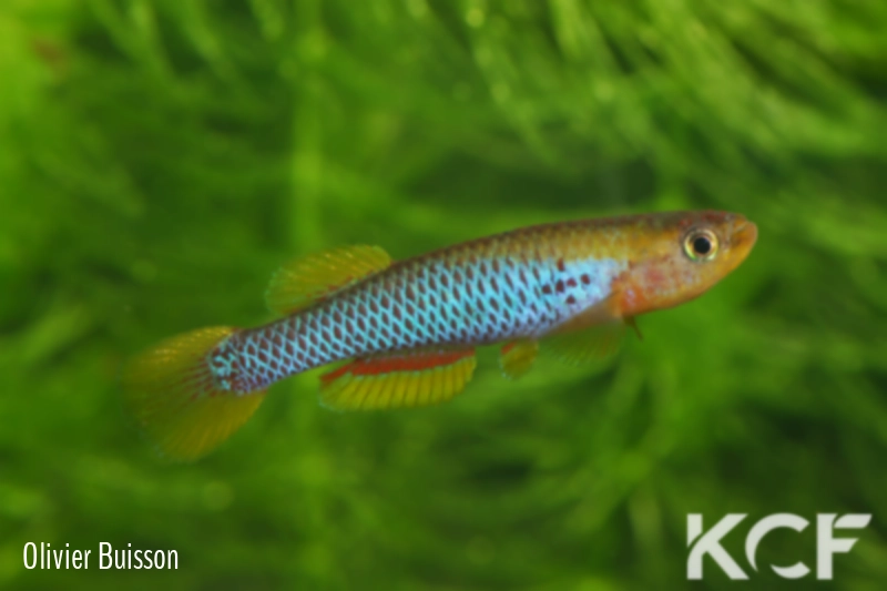 Aphyosemion citrineipinnis Ekembélé BSWG 97-22 male adulte 