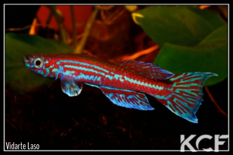 Aphyosemion ogoense ogoense Mongouango GHP 80-24 male adulte 