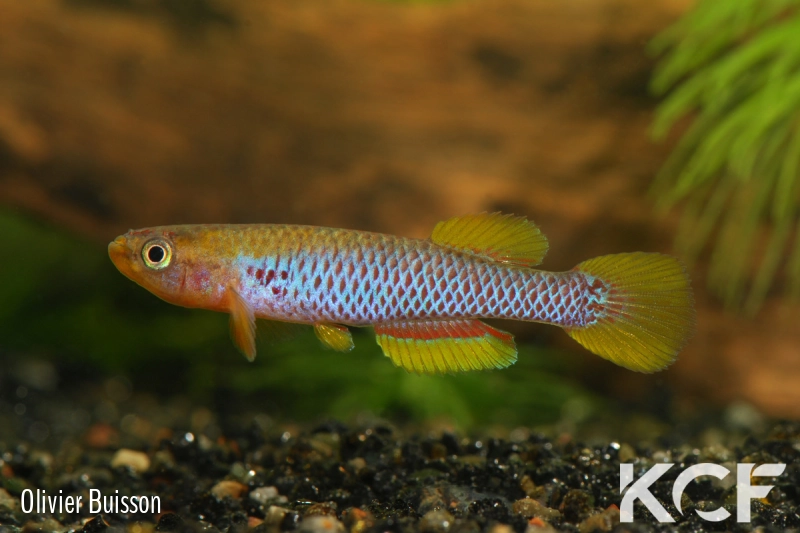 Aphyosemion citrineipinnis Ekembélé BSWG 97-22 male adulte 