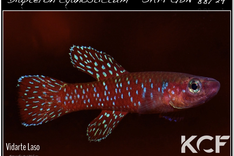 Diapteron cyanostictum SAM GBN 88-29 male adulte 