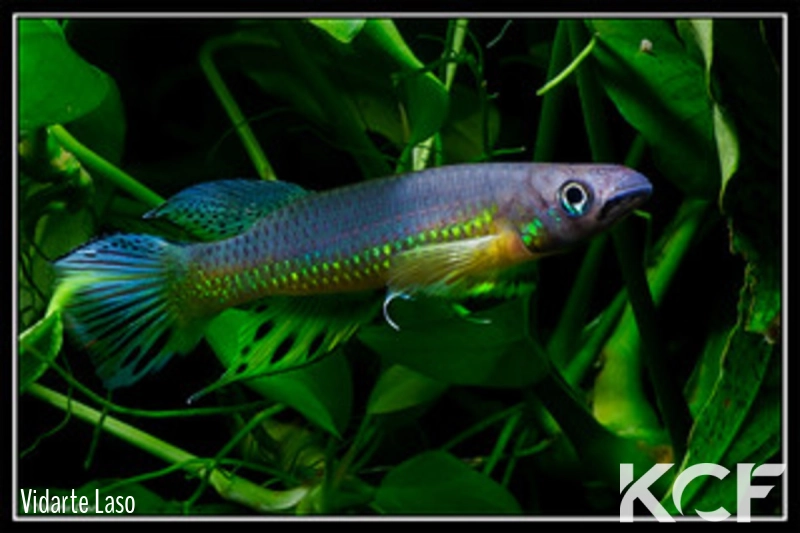 Epiplatys huberi Mandilou GEM 06-06 male adulte 