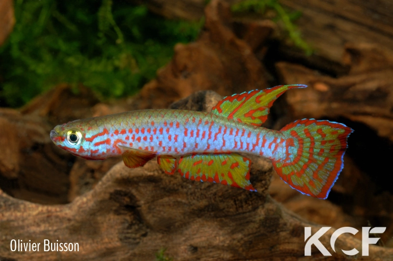 Aphyosemion dargei Minkouma ABDK 10-370 male adulte 