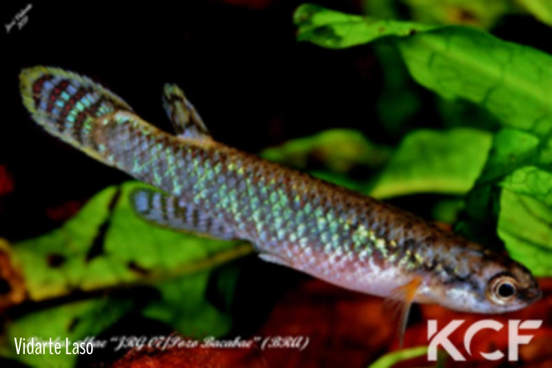 Melanorivulus albae Pozo Bacabae JRG 07 TT male adulte 