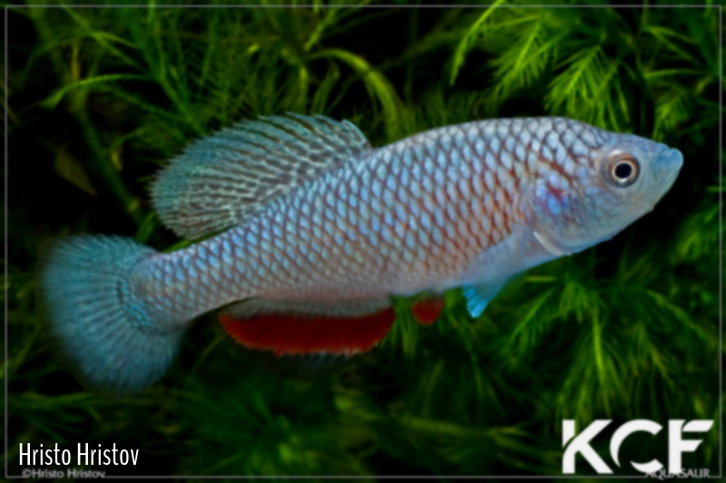 Nothobranchius skeltoni Bujora K 11-13 male adulte 