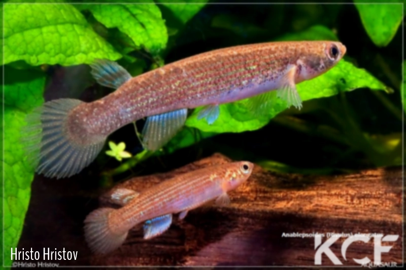 Anablepsoides elongatus  couple adulte 