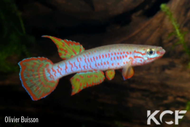 Aphyosemion dargei Minkouma ABDK 10-370 male adulte 