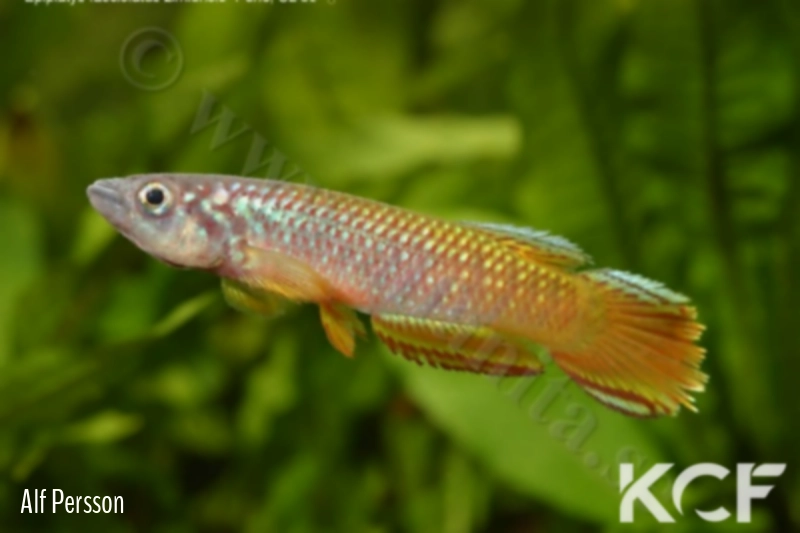 Epiplatys fasciolatus zimiensis Perie SL 89 male adulte 
