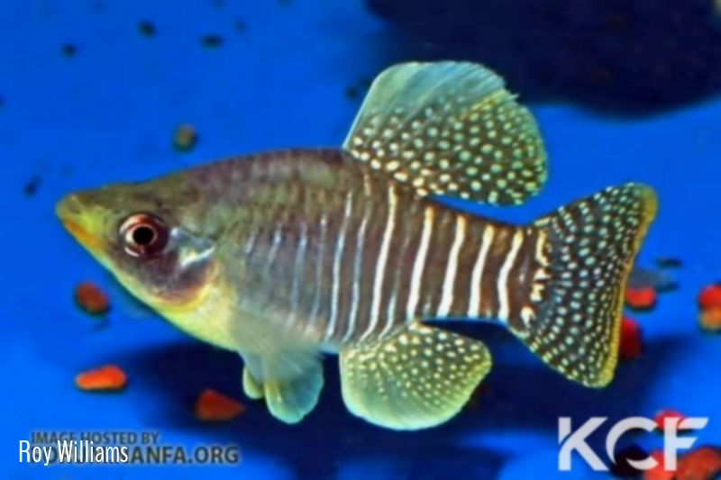 Fundulus xenicus  male adulte 