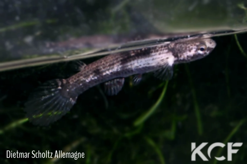 Anablepsoides atratus  male adulte 