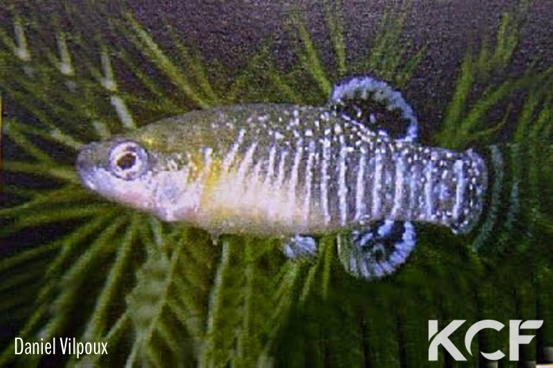 Apricaphanius iberus  male adulte 