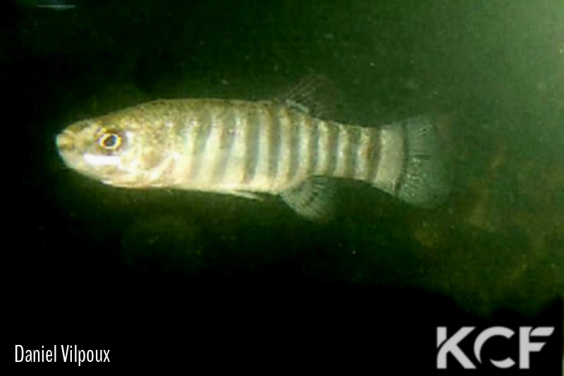 Anatolichthys marassantensis Kirsehir TUBCD 05-19 male adulte 