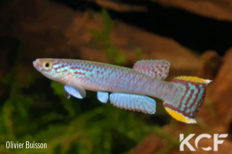 Aphyosemion edeanum Pama ADK 10-323 male adulte 