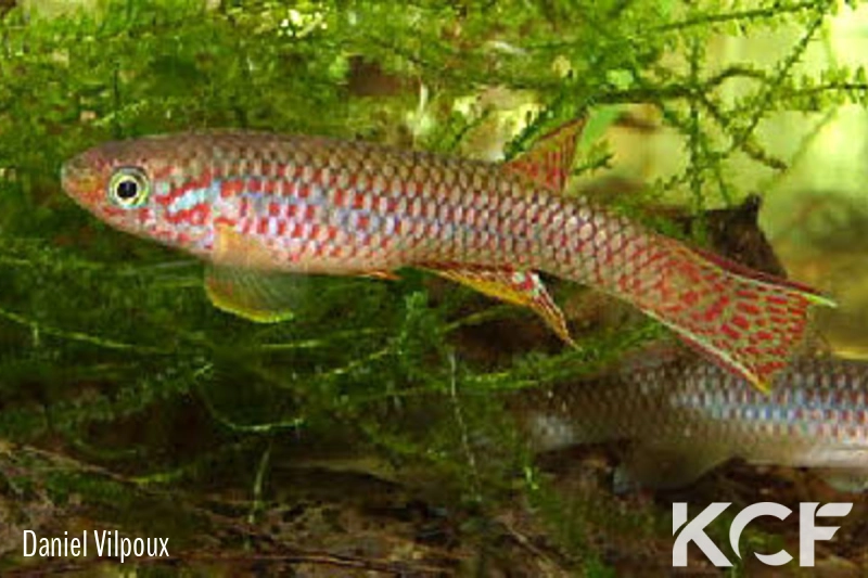 Aphyosemion musafirii 7km Nord Ubundu AVD 07-01 male adulte 