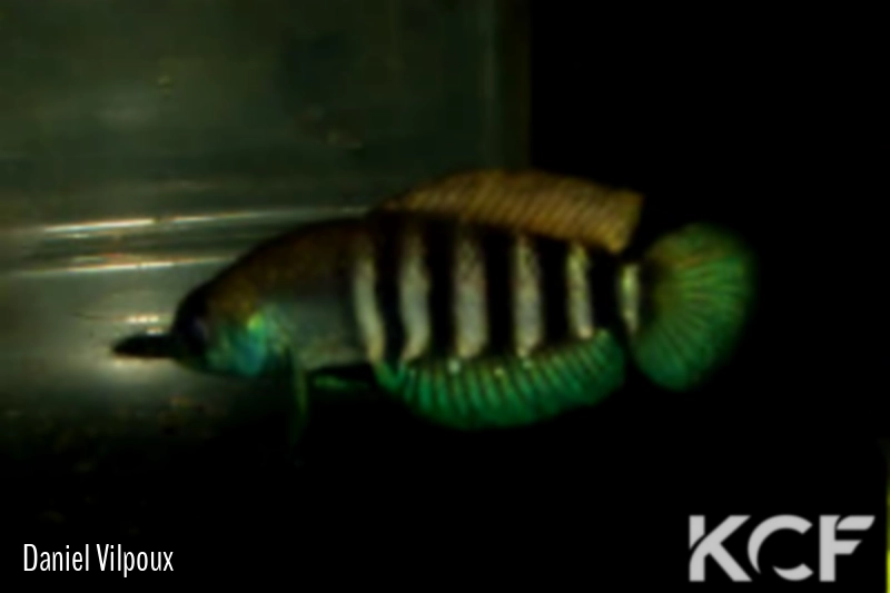 Austrolebias luteoflammulatus Ruta9 Km205 KCA 06-55 male adulte 