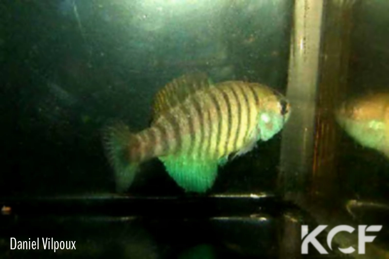 Austrolebias reicherti Laguna Merin UYRT 15-01 male adulte 