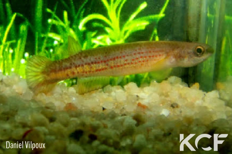 Cynodonichthys kuelpmanni PSB 02-18 male adulte 