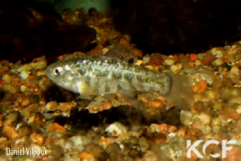 Cyprinodon eremus Quitobaquito Springs - Arizona male adulte 