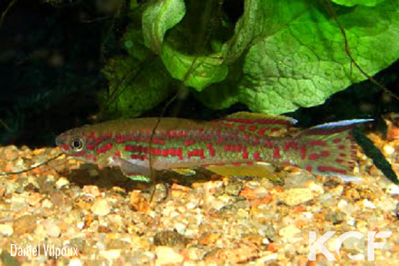 Fundulopanchax lacustris Akwen BLLMC 05-02 male adulte 