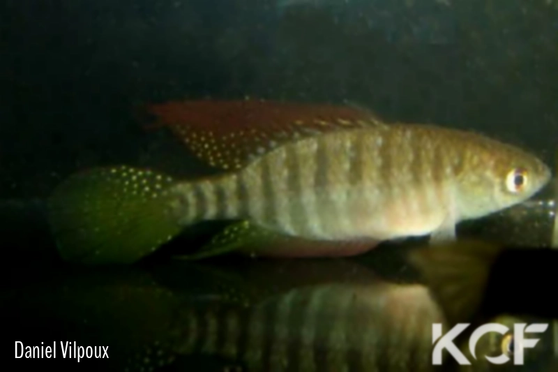 Hypsolebias janaubensis Janauba NP 02-09 male adulte 