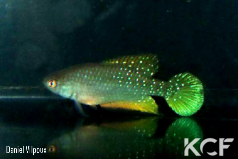 Hypsolebias martinsi Amontada 10-02 male adulte 