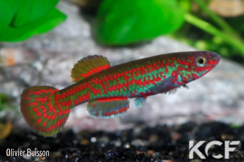 Aphyosemion exigoideum Ngoudoufola G 76-30 male adulte 