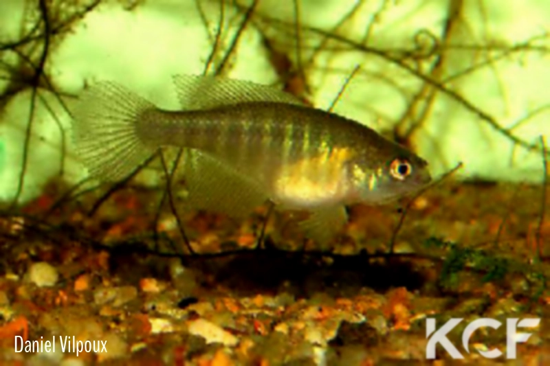 Hypsolebias sertanejo Itacarimbi BR 93-07 male adulte 