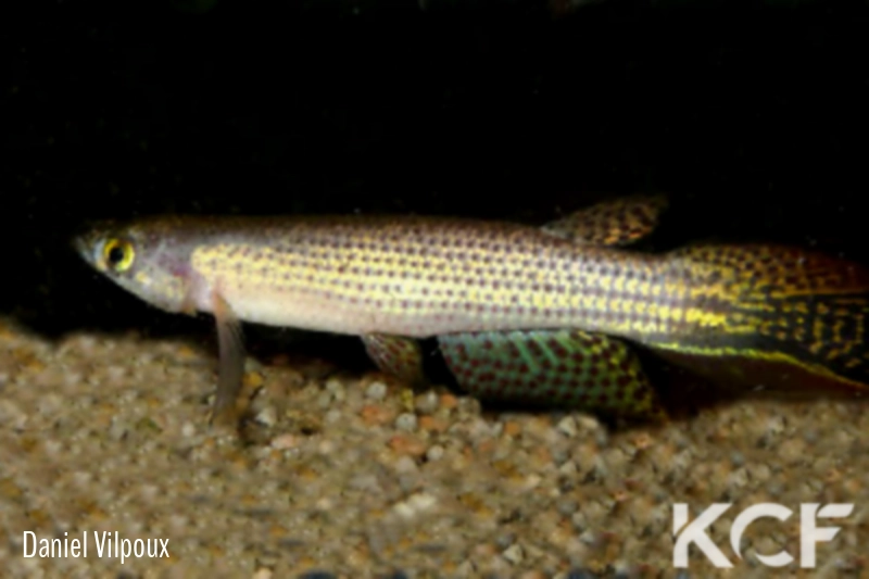 Moema hellneri Rio Itaya KCA 80-08 male adulte 