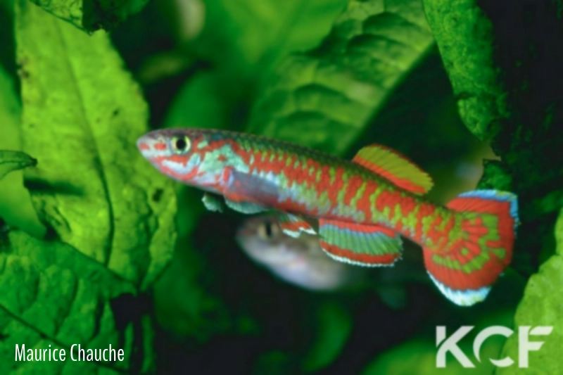 Aphyosemion exigoideum Ngoudoufola G 76-30 male adulte 